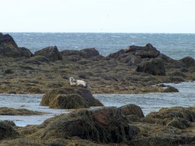 A harbor seal seen on a walk along the cliffs on the Snaefellsnes Peninsula