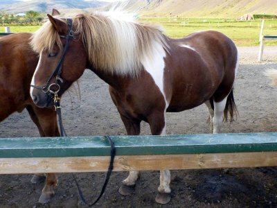 My horse at the horseback riding center in Selfoss