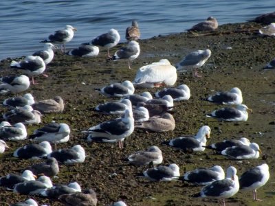 An American White Pelican (I think) trying to hide among the gulls :)