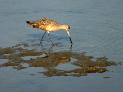 Marbled Godwit