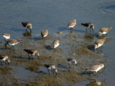 Sandpipers