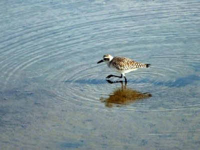 Black-bellied Plover