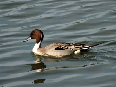 Northern Pintail