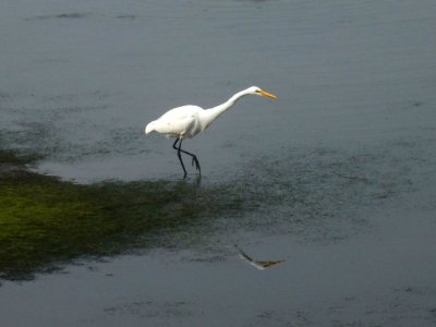 Great Egret