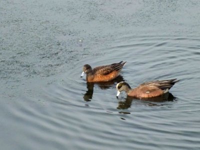 Amerian Wigeons