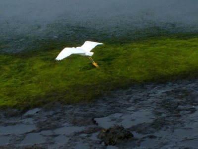 Snowy Egret in flight