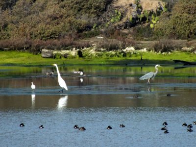 Egrets and Blue Heron