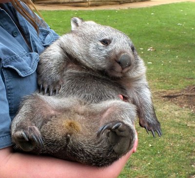 A juvenile Wombat