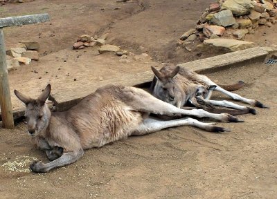 Dad, mom, and a baby joey