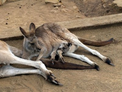 The joey, although rather large, still uses its mother's pouch