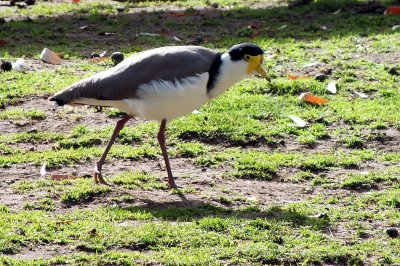 Masked Lapwing