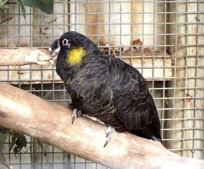 Yellow-tailed Black Cockatoo