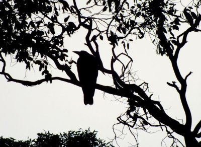 Bird in Silhouette