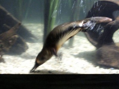 A Platypus (sorry about the poor picture)