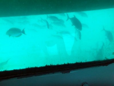 This, and the next two pictures, were taken from inside a semi-submersible boat that took a short tour of the reef