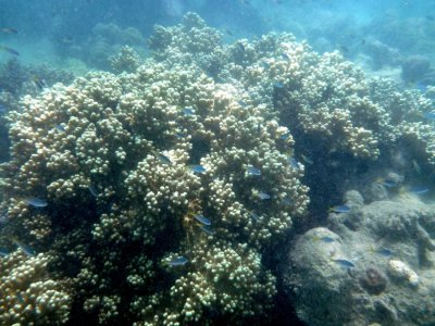 The remaining underwater pictures were taken while snorkeling at the reef