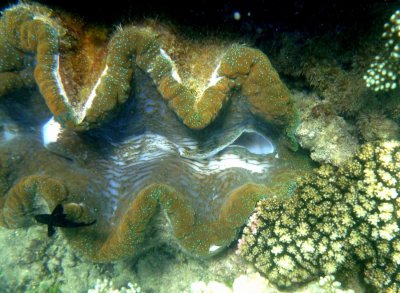 Entry siphon hole on the right and exit siphon hole on the left of a giant clam