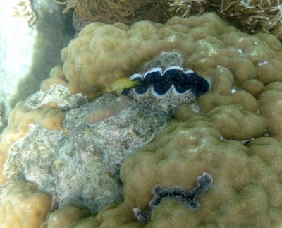 A closed giant clam