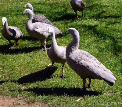 Cape Barren Geese
