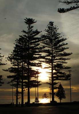 Sunset amongst the pines at the seashore