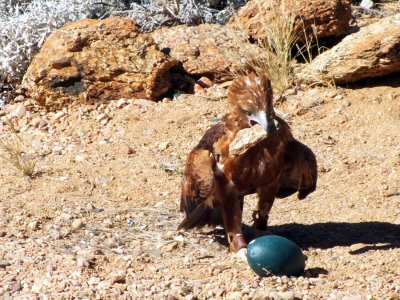He's trying to crack the Emu egg by smashing it with a rock