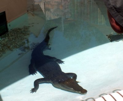 Terry - the salt water crocodile