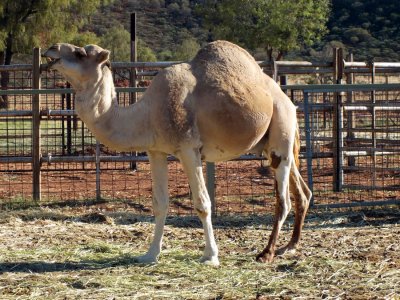 Don't think I'd like to ride this one hump guy