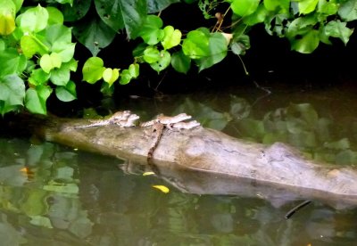 Six crocodile hatchlings