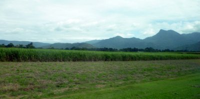 Sugarcane fields - this area of Queensland is one of the largest producers of sugarcane in Australia