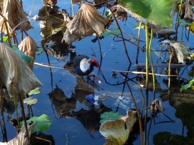 A Purple Swamphen