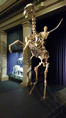 Cowboy and horse skeleton at the Australian Museum