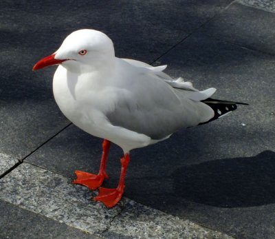 Silver Gull