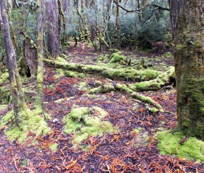 A temperate-zone rain forest at Cradle Mountain, Tasmania