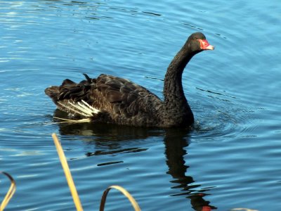 Black Swan