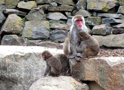 Japanese Macaque Monkeys at Launceston, Tasmania