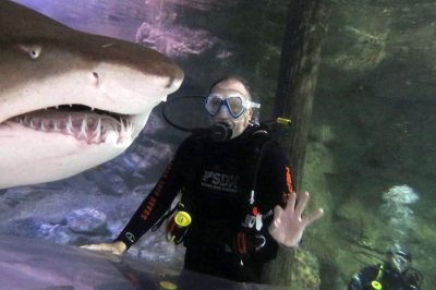 A 10', 600 lb. Nurse shark at the Manly Sea Life Aquarium