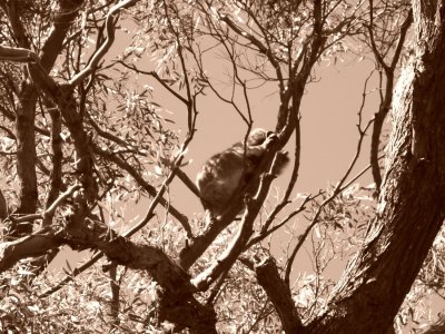 Koala in sepia