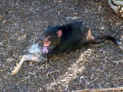 A hungry and territorial Tasmanian Devil