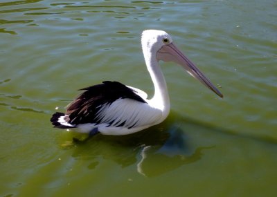 Australian Pelican