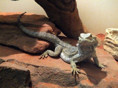 A Central Bearded Dragon