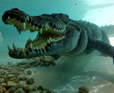 A Salt-water crocodile