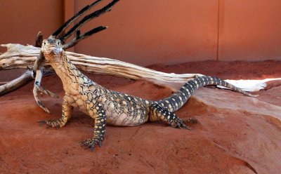 A Perentie Lizard