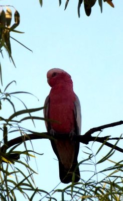 A Galah bird