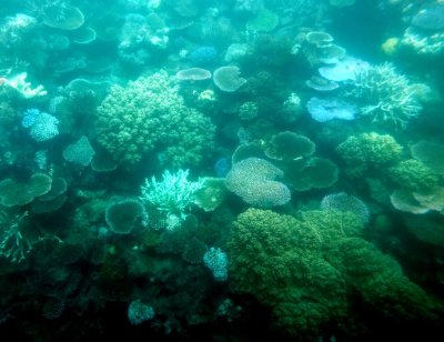 Coral formation taken from inside a semi-submersible boat at the Great Barrier Reef