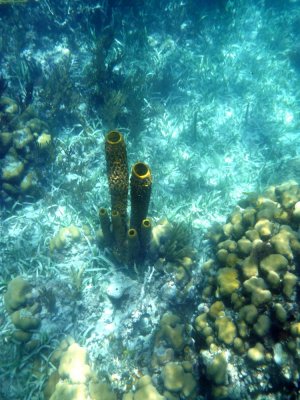 Tube Sponge Coral