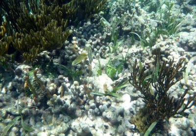 French Grunt, or Blue-striped Grunt