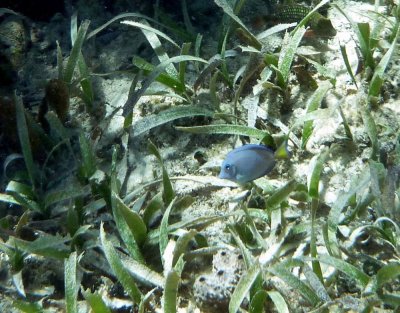 Ocean Surgeonfish
