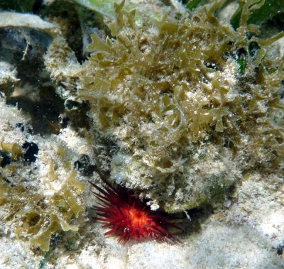 Fire Urchin?