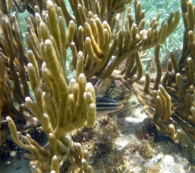Staghorn Coral