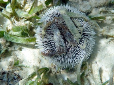 West Indian Sea Egg